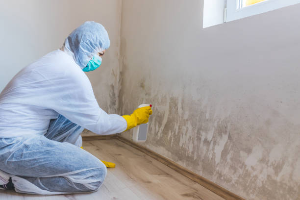 Licensed Mold Inspection service in Sayreville, NJ - WQB Mold Removal